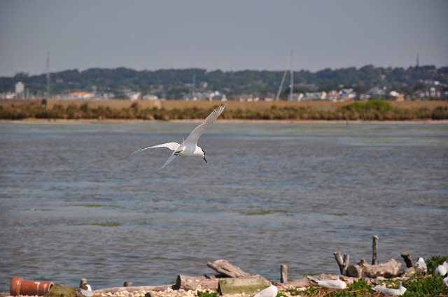 Holiday Dorset_9332_edited-1.jpg - SANDWICH TERN - BROWNSEA ISLAND LAGOON, DORSET